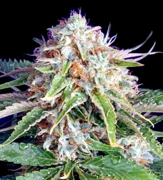 Fast Ryder II > Bulldog Seeds | Graines Autofloraison  |  Indica