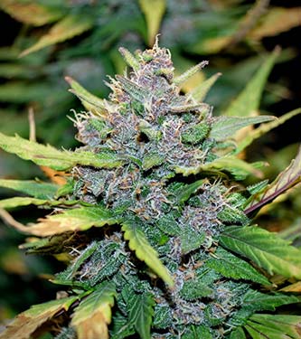 FastBerry > Fast Buds Company | Autoflowering Cannabis   |  Indica