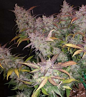 FastBerry > Fast Buds Company | Autoflowering Hanfsamen  |  Indica