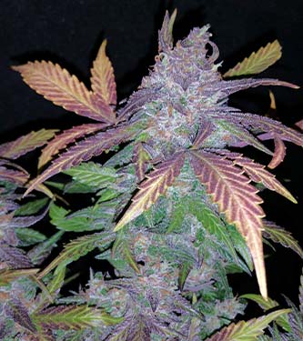 FastBerry > Fast Buds Company | Autoflowering Cannabis   |  Indica