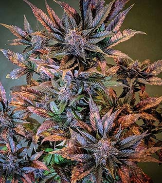 FastBerry > Fast Buds Company | Autoflowering Cannabis   |  Indica