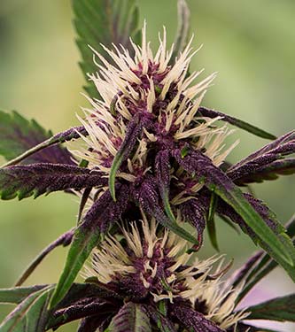 FastBerry > Fast Buds Company | Autoflowering Cannabis   |  Indica