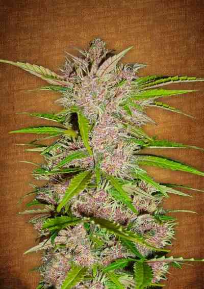 FastBerry > Fast Buds Company | Autoflowering Cannabis   |  Indica