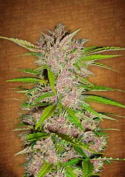 FastBerry > Fast Buds Company | Graines Autofloraison  |  Indica