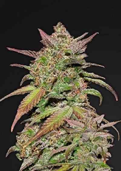 Smoothie Auto > Fast Buds Company | Graines Autofloraison  |  Indica