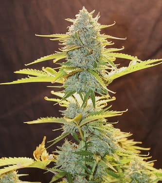 Fat Banana Automatic > Royal Queen Seeds | Autoflowering Cannabis   |  Indica