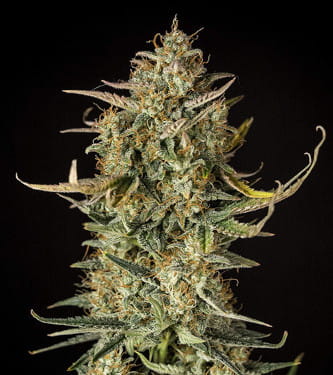 Fat Banana Automatic > Royal Queen Seeds | Semillas autoflorecientes  |  Índica