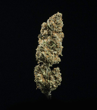 Fat Banana Automatic > Royal Queen Seeds | Graines Autofloraison  |  Indica