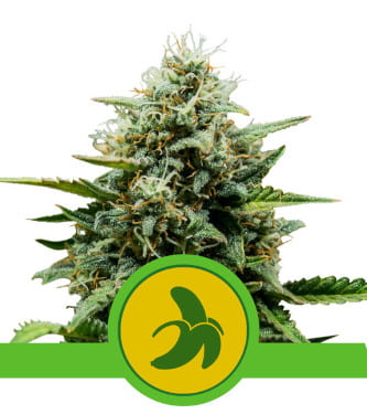 Fat Banana Automatic > Royal Queen Seeds | Autoflowering Cannabis   |  Indica