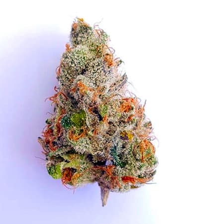 Fat Banana > Royal Queen Seeds | Feminized Marijuana   |  hybrid