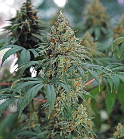 Fat Banana > Royal Queen Seeds | Feminized Marijuana   |  hybrid