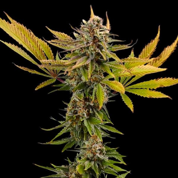 Fatso > Empire Seeds | Feminized Cannabis   |  Indica