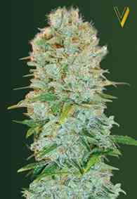 Critical semilla > Victory Seeds