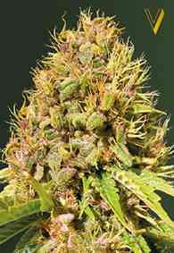 Mazar cannabis seeds