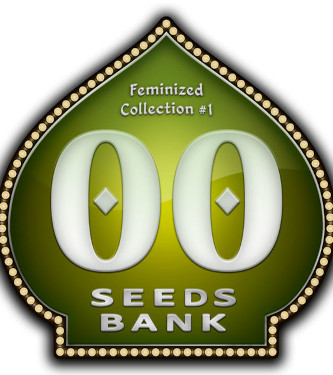 Female Collection #1 > 00 Seeds Bank | Feminisierte Hanfsamen  |  Hybrid