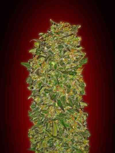 Female Collection #2 > 00 Seeds Bank | Feminisierte Hanfsamen  |  Indica