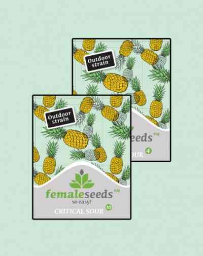 Critical Sour > Female Seeds | Semillas feminizadas  |  Índica