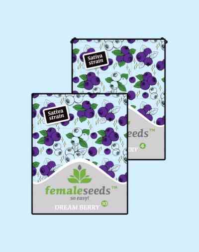 Dream Berry > Female Seeds | Semillas feminizadas  |  Sativa