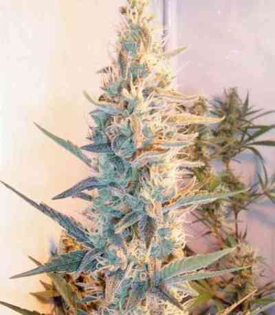 Outdoor Grapefruit Seed > Female Seeds | Feminized Marijuana   |  hybrid