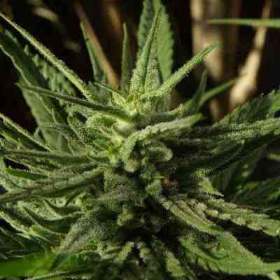 Feminized Marijuana Seeds