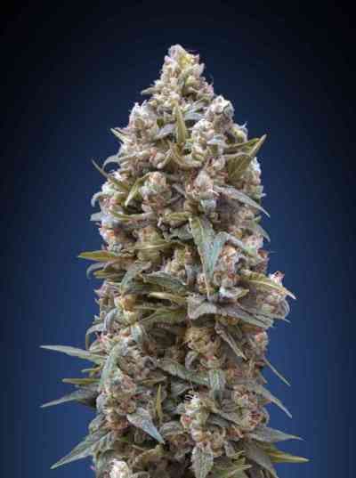 Feminized Collection #1 > 00 Seeds Bank | Feminisierte Hanfsamen  |  Hybrid