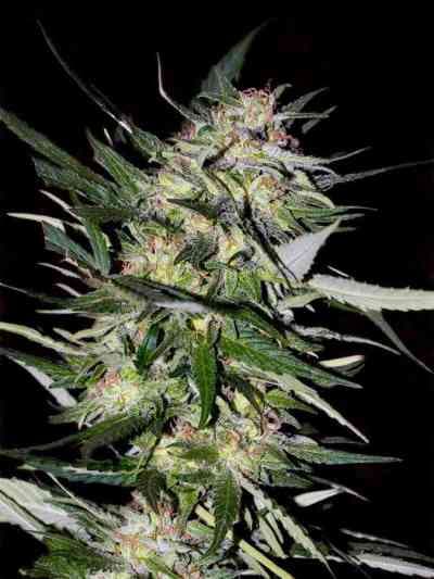 Feminized Collection #4 > Advanced Seeds