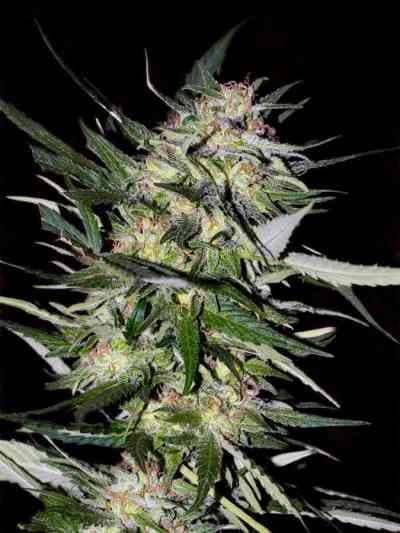 Feminized Collection #4 > Advanced Seeds | Semillas feminizadas  |  Híbrido