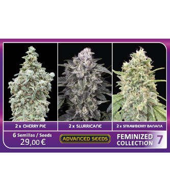 Feminized Collection #7 > Advanced Seeds | Feminisierte Hanfsamen  |  Indica