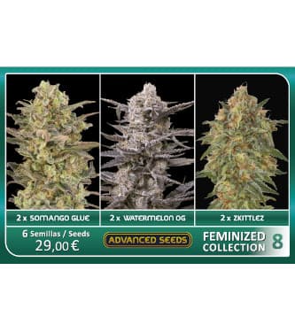 Feminized Collection #8 > Advanced Seeds | Semillas feminizadas  |  Híbrido