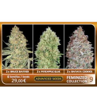 Feminized Collection #9 > Advanced Seeds | Feminisierte Hanfsamen  |  Hybrid