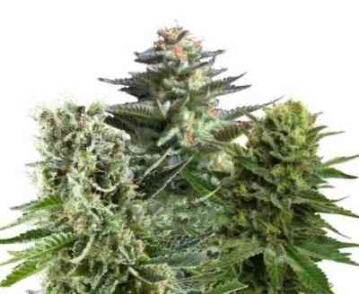 Feminized Mix > Royal Queen Seeds | Feminisierte Hanfsamen  |  Hybrid