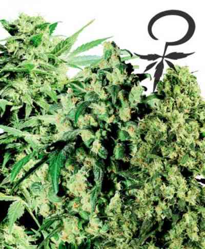 Female Mix > White Label Seeds | Feminized Marijuana   |  hybrid