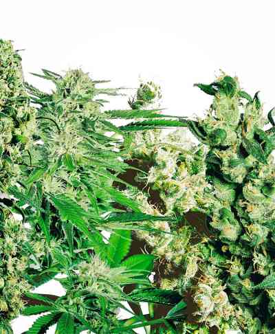 Feminized Mix Seed > Sensi Seeds | Feminized Marijuana   |  hybrid