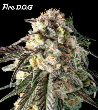 Fire DOG > Advanced Seeds | Feminisierte Hanfsamen  |  Indica