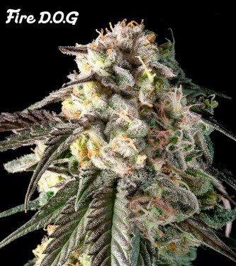 Fire DOG > Advanced Seeds | Semillas feminizadas  |  Índica