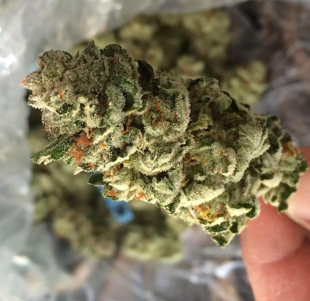 Fire Afghan Cookies Samen > Mamiko Seeds | Feminisierte Hanfsamen  |  Indica