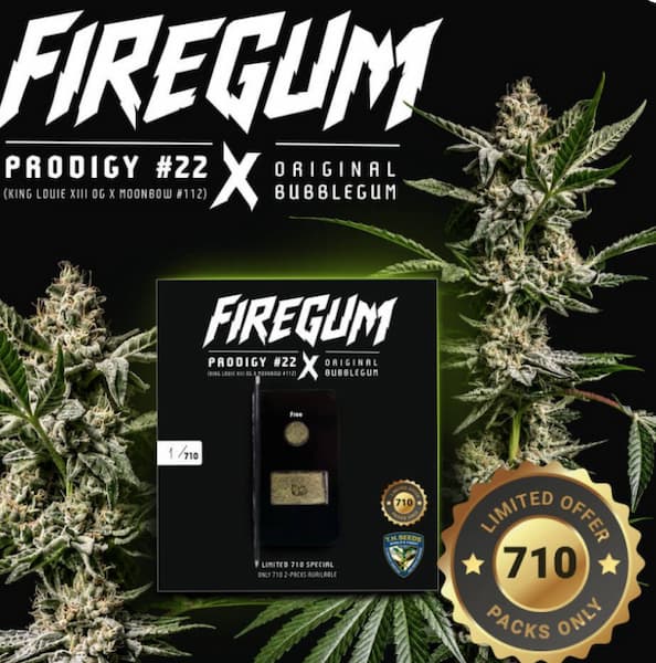 FireGum Seed > T.H.Seeds | Feminized Cannabis   |  Sativa