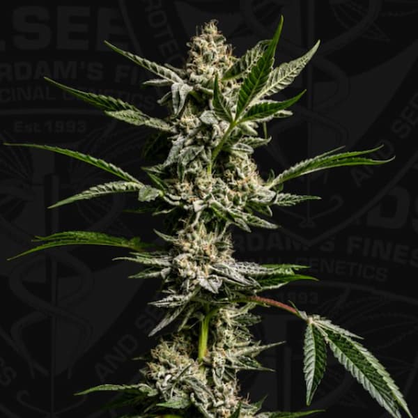 FireGum Seed > T.H.Seeds | Feminized Cannabis   |  Sativa