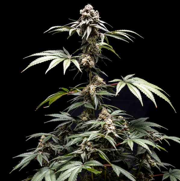 Fizzy Gum graines > World Breeders | Graines Féminisées  |  Indica