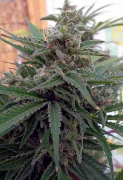 FLO-OG Seed > Rare Dankness Seeds | Regular Marijuana   |  Indica