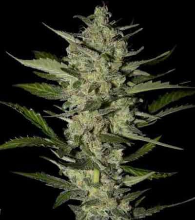 Flowerbomb Kush > Strain Hunters Seed Bank | Feminized Marijuana   |  Indica