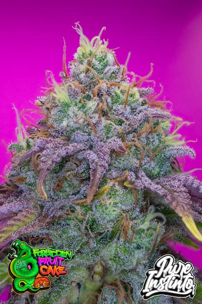 Forbidden Fruit Cake semilla > Pure Instinto | Semillas feminizadas  |  Índica
