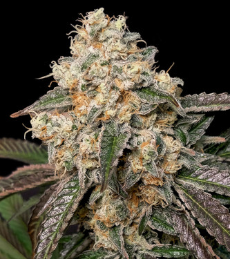 Forbidden Fruit Cake > Advanced Seeds | Feminized Marijuana   |  Indica