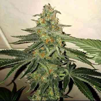 Forbidden Fruit Cake > The Plug Seedbank | Feminized Marijuana   |  hybrid