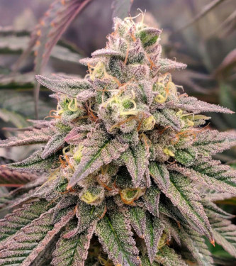 Forbidden Fruit Fast Flowering > Humboldt Seed Organisation | Feminized Marijuana   |  Indica