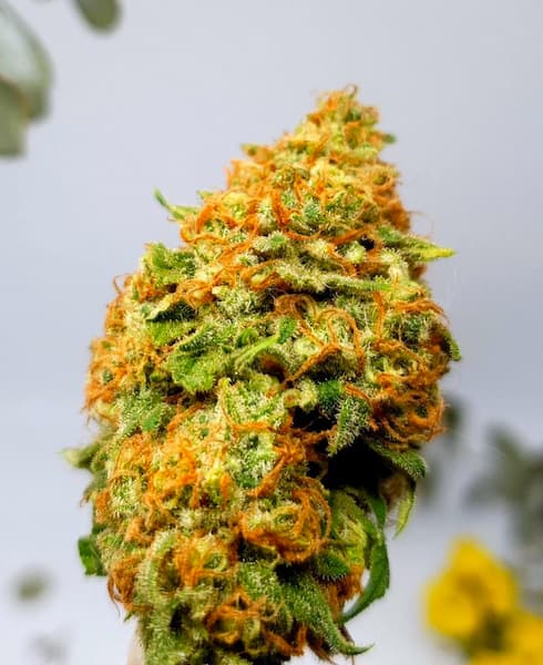 Forbidden Fruit × Spritzer Seed > Vision Seeds | Feminized Cannabis   |  Indica