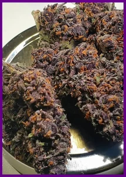 Forbidden Nectar semilla > Zmoothiez | Semillas feminizadas  |  Índica