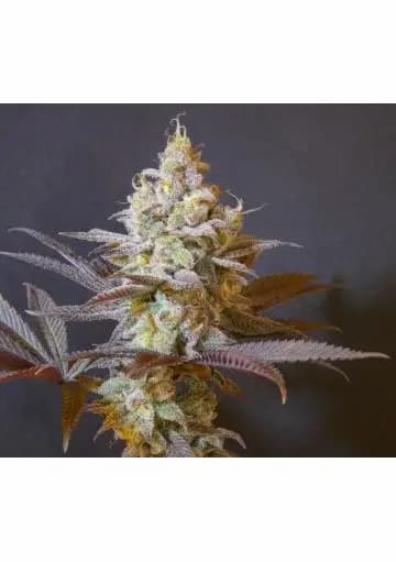 Forbidden Push Pop Seed > Bask Triangle Farms | Feminized Cannabis   |  Indica