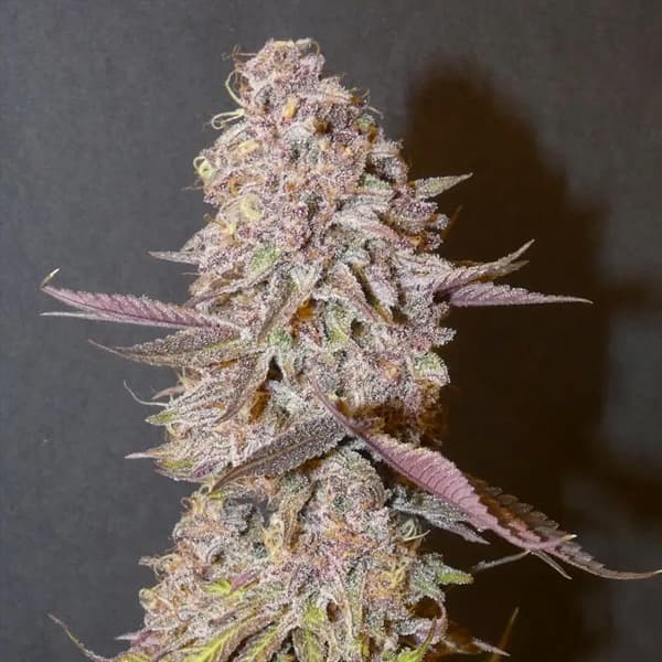 Forbidden Push Pop Seed > Bask Triangle Farms | Feminized Cannabis   |  Indica