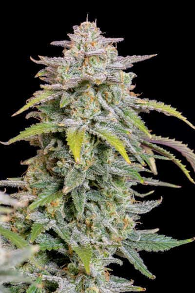 Forbidden Runtz Auto > Fast Buds Company | Autoflowering Cannabis   |  Indica